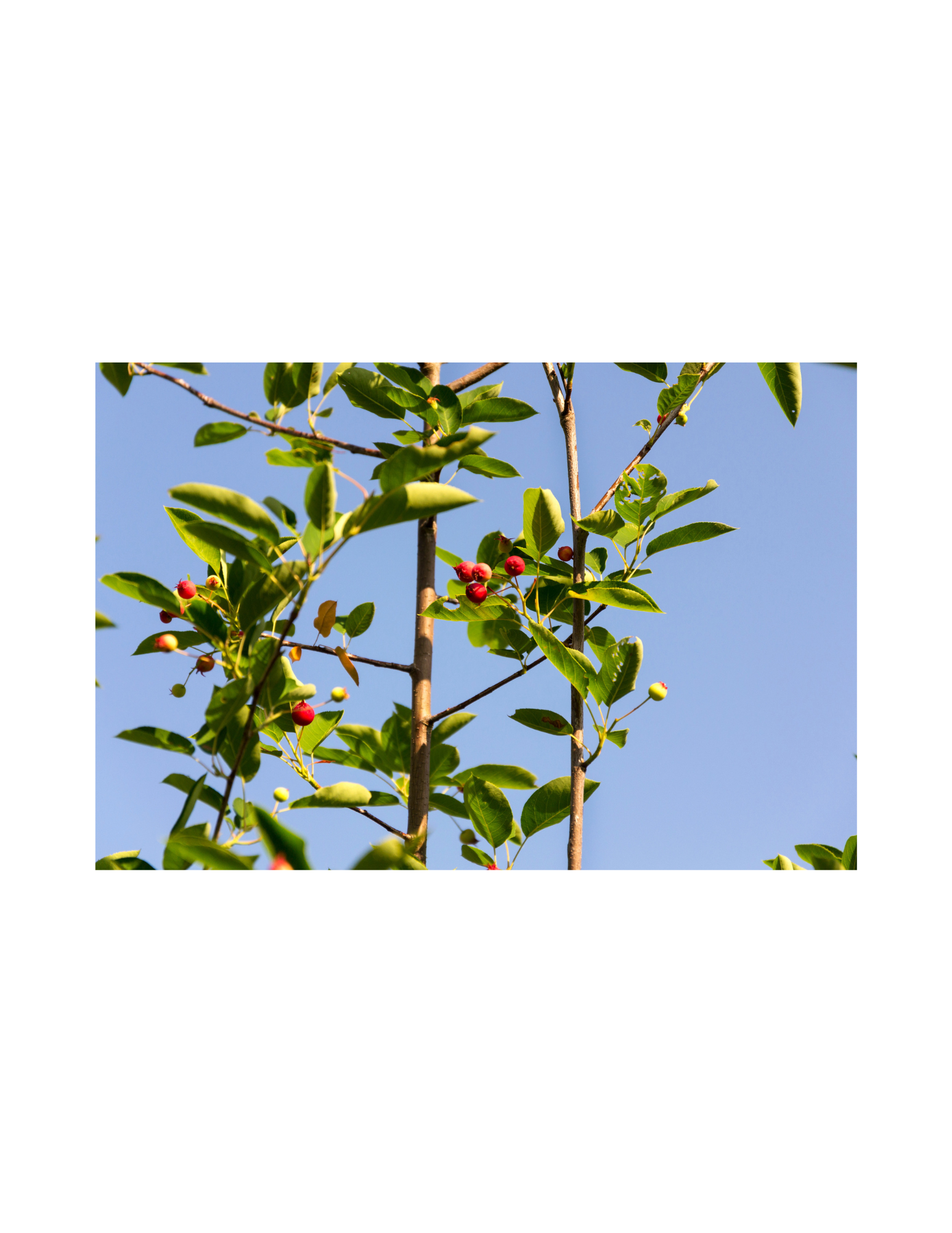 serviceberry