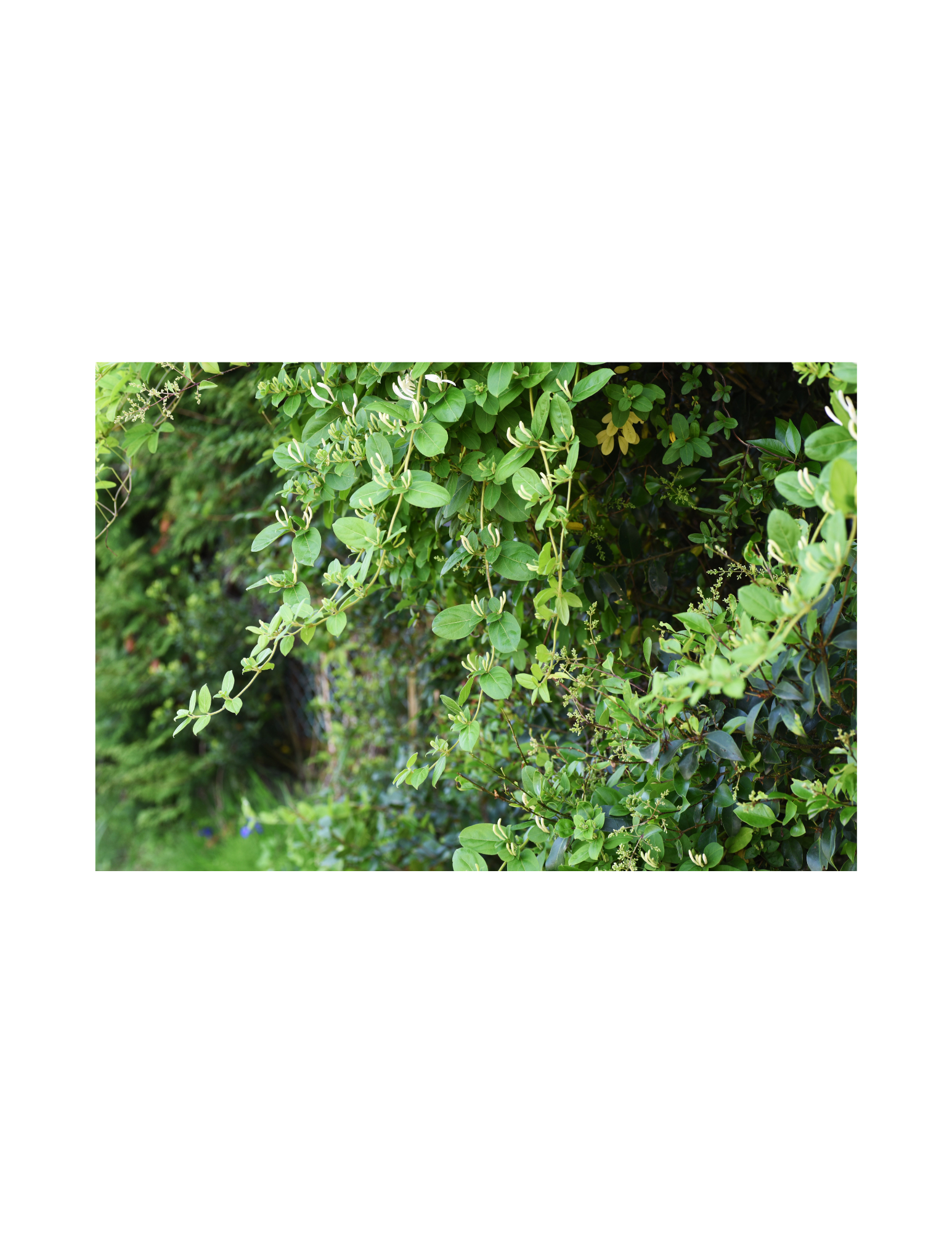 japanese honeysuckle