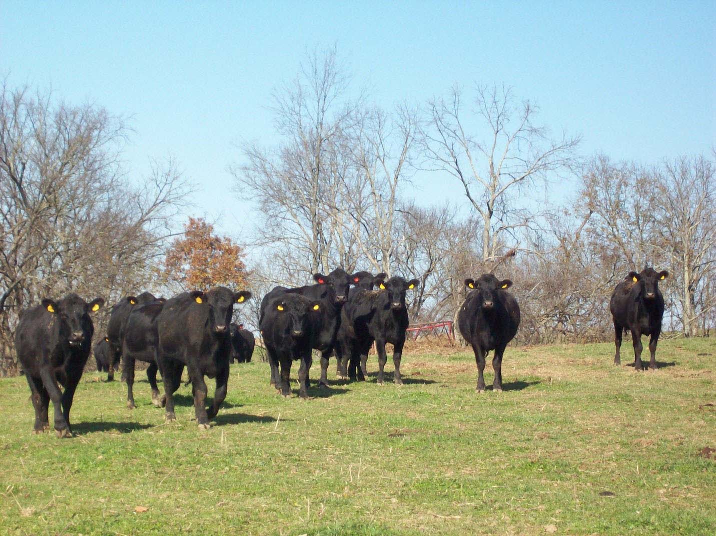 Cattle in a field