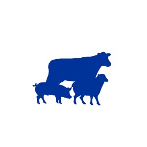 Cow, pig, sheep clip art