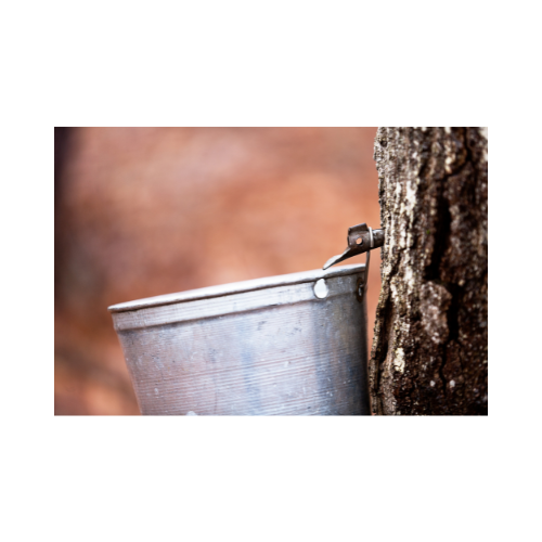 Tree tap on maple tree