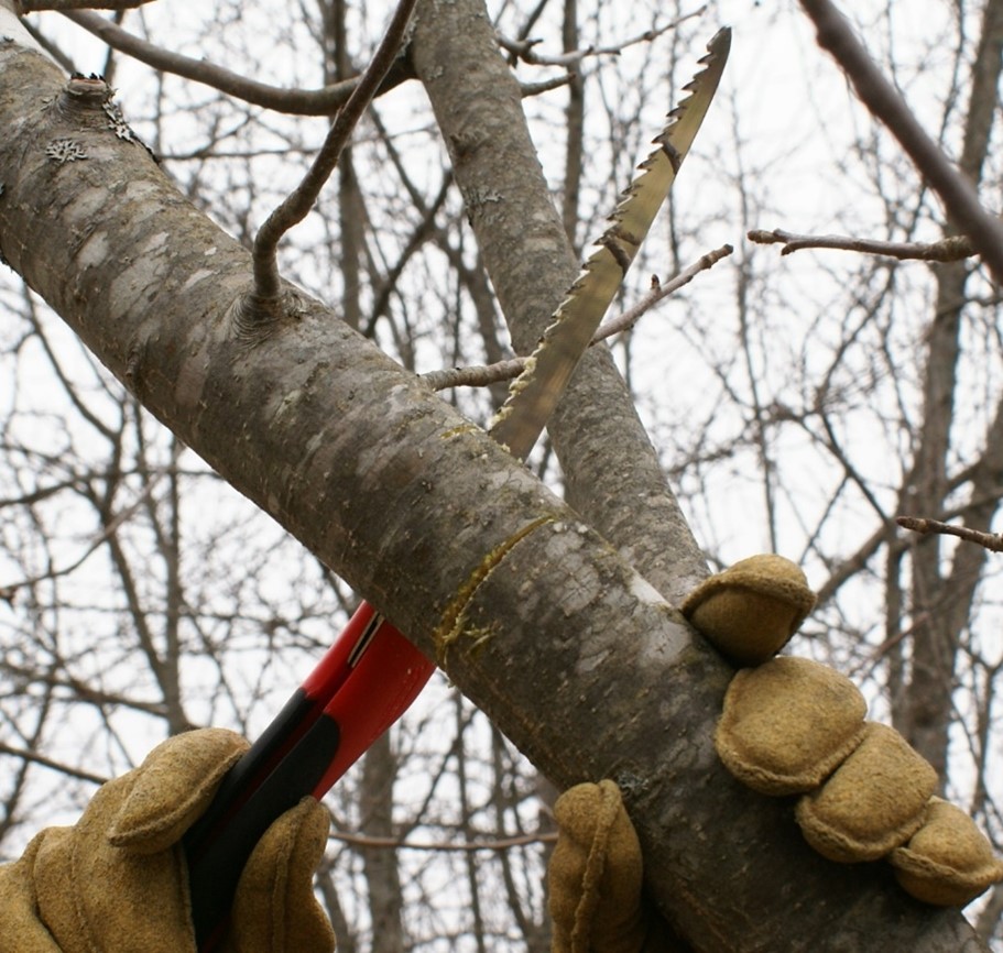 pruning a tree