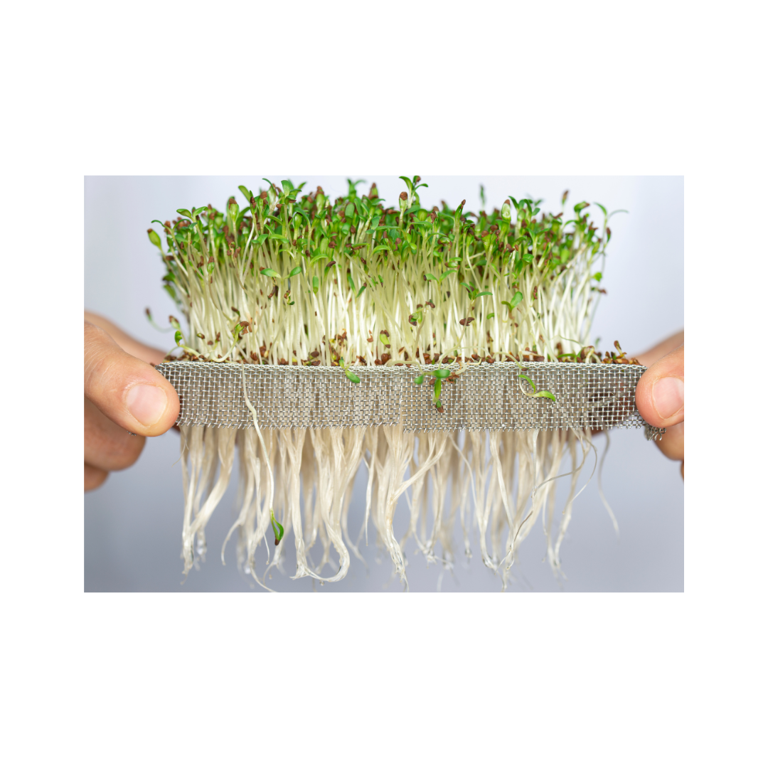 sprouts
