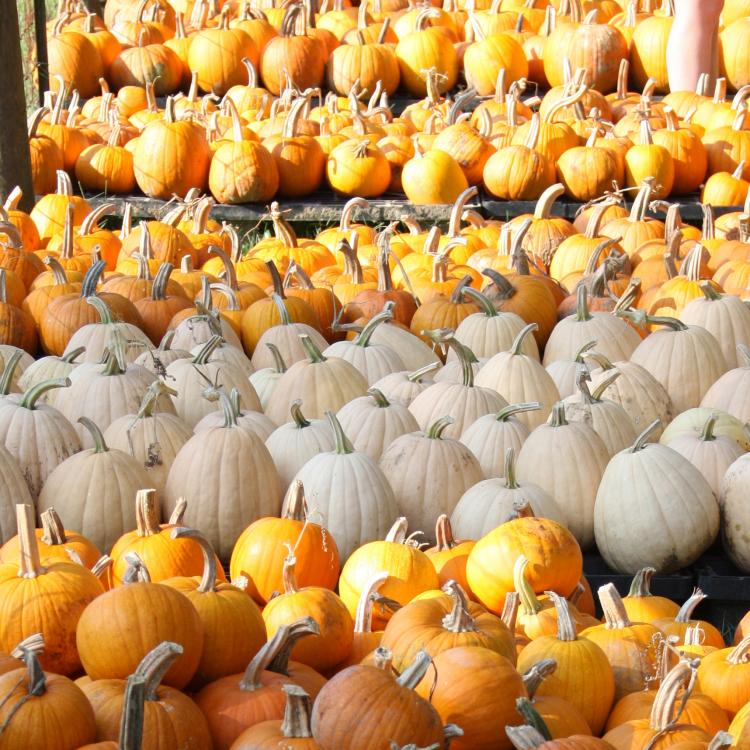 Picture of Harvested pumpkins sitting in many rows