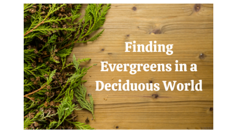 Finding Evergreens in a Deciduous World